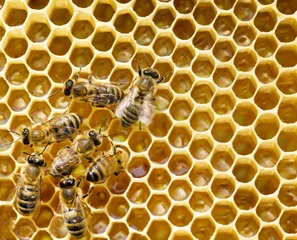 Fotobehang  bees on honeycells. Close up view of the working bees on honeycells. © Pakhnyushchyy
