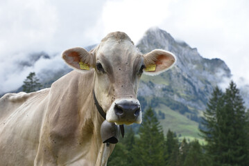 Kuh auf der Wiese vor Bergen