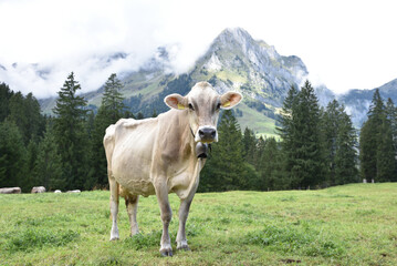 Kuh auf der Wiese vor Bergen