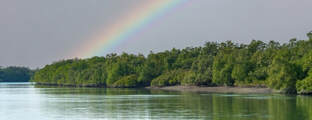 The Mangroves of Sundarbans., The largest mangrove forest in the world. 