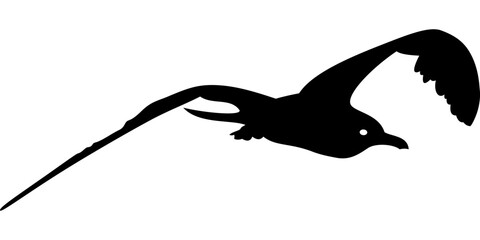 flying seagull in black