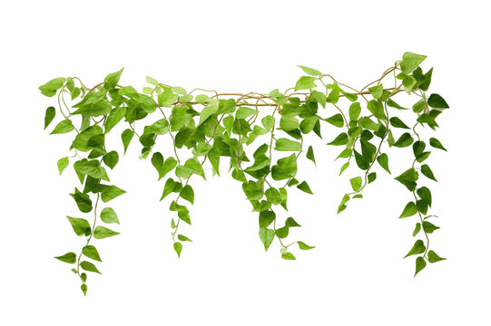 Climbing vine plant isolated on transparent background. PNG file, cut out