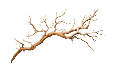 Dry tree branch isolated on transparent background. PNG file, cut out