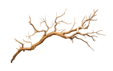 Dry tree branch isolated on transparent background. PNG file, cut out