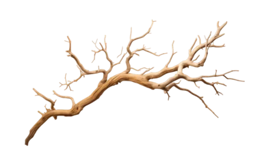 Foto op Canvas Dry tree branch isolated on transparent background. PNG file, cut out ©  Jannatul Koraise