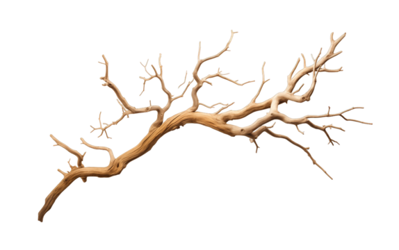 Dry tree branch isolated on transparent background. PNG file, cut out