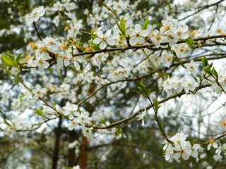 White wild apple tree in bloom.