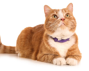 Cute ginger cat lying on white background