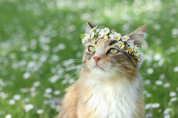 Beautiful cat in a wreath of daisies on green grass. Flowering Chamomile. Cat in a crown wreath of...