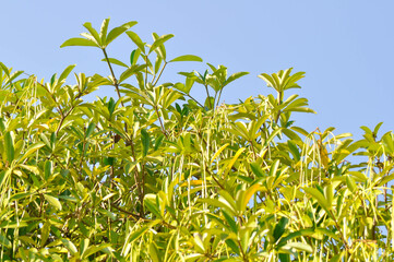 Dita, Devil Tree or Alstonia scholaris or White Cheesewood or Devil Bark or Dita Bark or Black Board Tree and seed in sky background