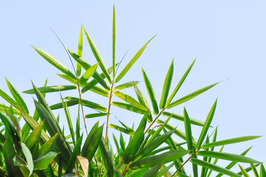 Bamboo, GRAMINEAE or POACEAE or Bambusa arundinacea Willd or Thorn Bamboo or Spiny Bamboo or Bambusa vulgaris schrad or Feathery Bamboo or Dendrocalamus strictus Nees and sky