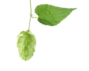 Fresh green hop and leaf on white background