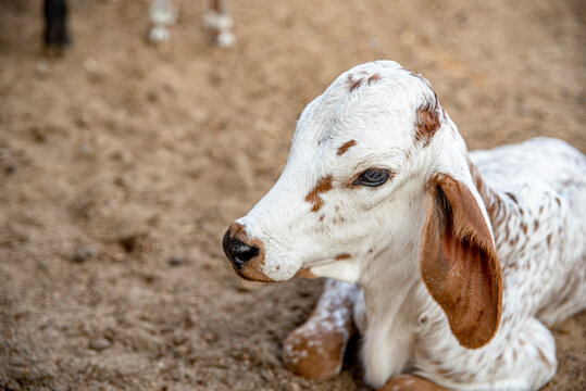 BEZERRO DA RACA GIR LEITEIRO  DEITADO