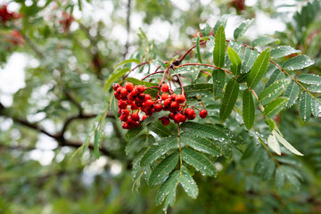 Red Rowan berries fruit or Mountain ash, Sorbus aucuparia grows up in the mountain forest