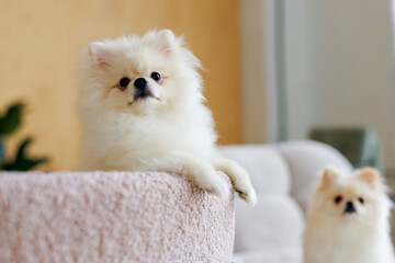 Portrait of white, happy smiling dogs of the spitz breed. Beloved pet in the beautiful home.