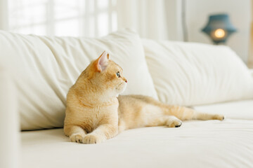 Funny Scottish Fold cat with beautiful big eyes. Beloved kitten playing in the natural atmosphere of home. 