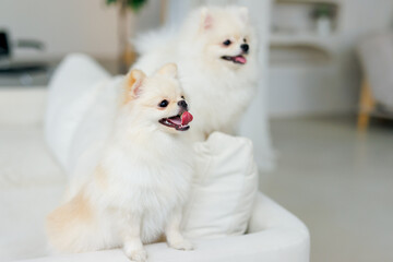 Portrait of white, happy smiling dogs of the spitz breed. Beloved pet in the beautiful home.