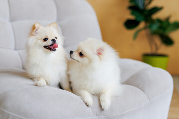 Portrait of white, happy smiling dogs of the spitz breed. Beloved pet in the beautiful home.