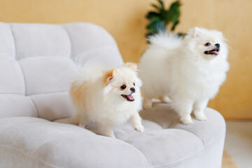 Fototapeta premium Portrait of white, happy smiling dogs of the spitz breed. Beloved pet in the beautiful home.