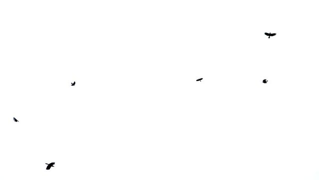 Flock of birds flying