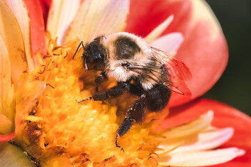 A Bombus impatiens Common Eastern Bumble Bee feeding and pollinating a red and yellow Pooh Dahlia...