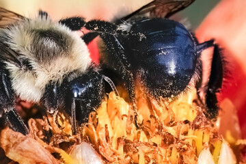 Extreme close up of two Common Eastern Bumble Bees (Bombus impatiens) interacting, feeding, and pollinating a red and yellow Pooh Dahlia flower. Long Island, New York, USA