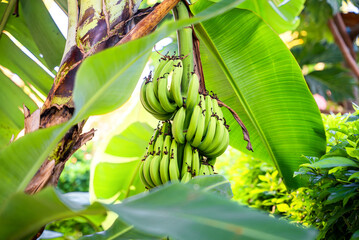 Bunch with many unripe green bananas hanging on a palm tree branch between the leaves. Fresh natural sweet tropical fruits as a sugar substitute. Healthy food copy space background © Bankerok
