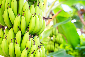 Close up of many unripe green bananas hanging on a palm tree branch. Fresh natural sweet tropical fruits as a sugar substitute. Healthy food copy space background