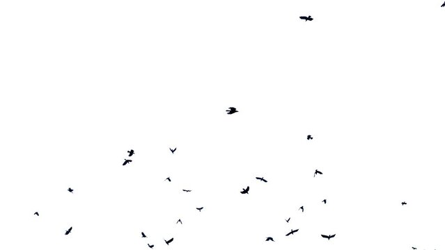 Pigeon flock flying