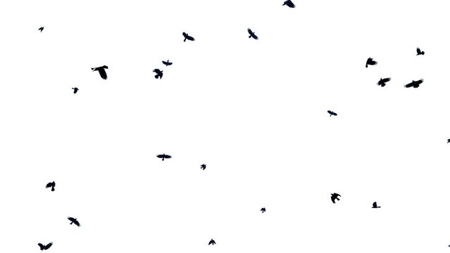 Flock of Crows Flying on white background