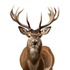 Deer Head Portrait: A Close-Up of Horns, Isolated on Transparent Background, PNG