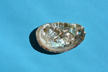 Green ormer on the blue paper background