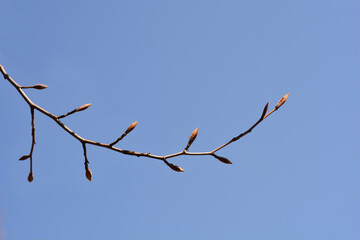 European Beech branch with buds