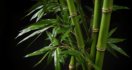 Fototapeta na wymiar Highly detailed bamboo on a dark background