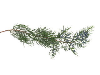 Juniper coniferous tree branch with blue berries isolated on white
