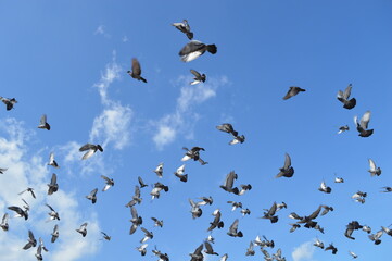 birds in flight