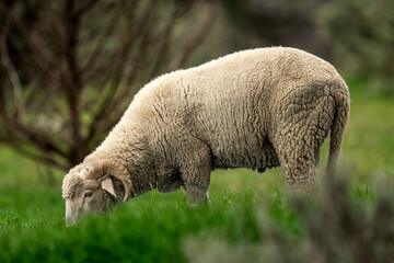Ovejas en la Sierra de Guadarrama
