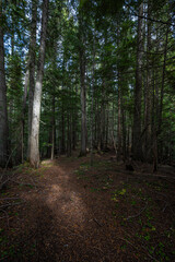 Fototapeta premium Hobo Creek Trail in the St Joe River Area