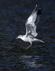 Ring-billed Gull (Larus delawarensis) in Idaho