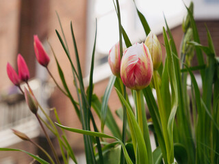pink and white tulips