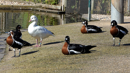 Mallard Ducks Geese and other Wildfowl in the park in UK