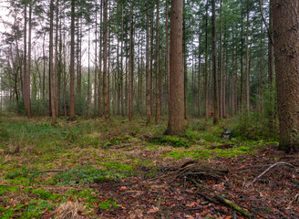 Pine production forest on the Veluwe as part of the royal estate Kroondomein Het Loo, in The Netherlands.