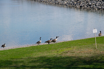 Geese near water