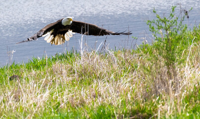 american bald eagle in flight