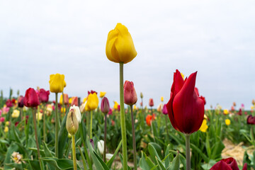 Fototapeta premium Colorful tulips in the flower field 
