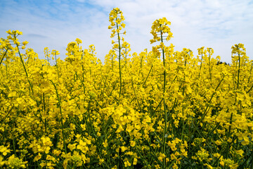 Yellow blooming rapeseed field in spring