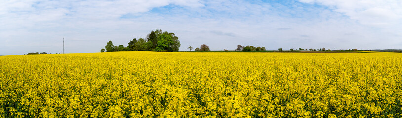 Yellow blooming canola field with blue sky in spring