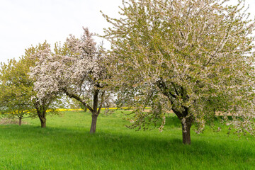 Blooming trees on the grass in spring
