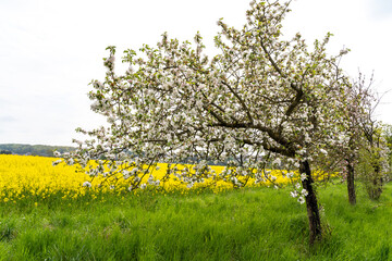 Blooming trees in the grass field in spring 
