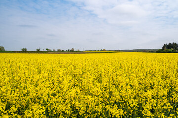 Rapeseed field with cloudy sky in spring 